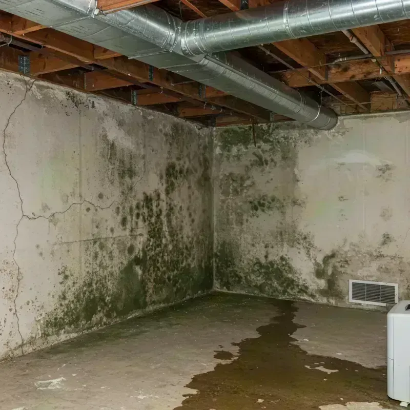 Professional Mold Removal in Oldham County, KY